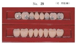 一組の上下顎臼歯部人工歯の写真