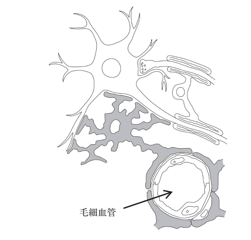 血管から組織への薬物移行を制限する生体構造の模式図